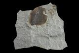 Fossil Fern (Neuropteris & Macroneuropteris) Plate - Kentucky #154673-1